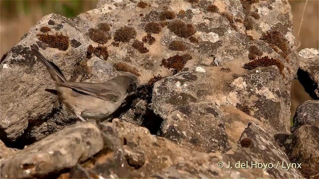 Western Orphean Warbler - ML201472661