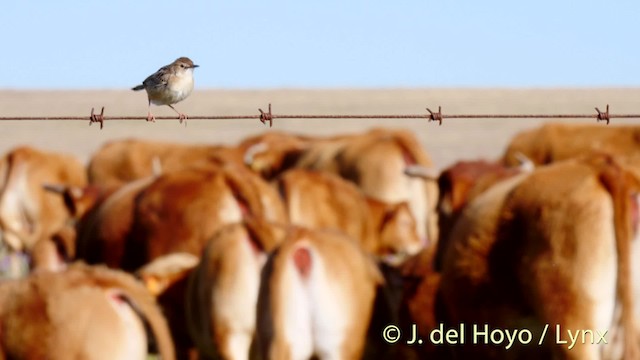 Cistícola Buitrón (buitrón) - ML201472671