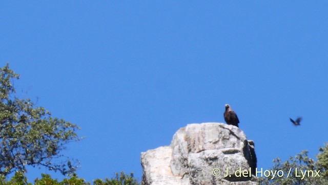 Águila Imperial Ibérica - ML201472731