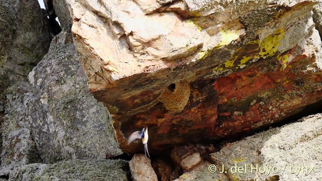 vlaštovka skalní [skupina daurica] - ML201472751
