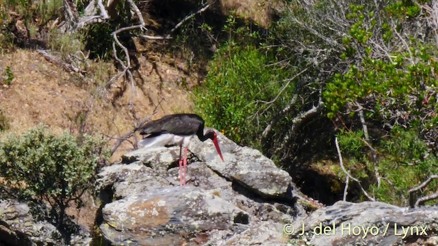 Black Stork - ML201472761