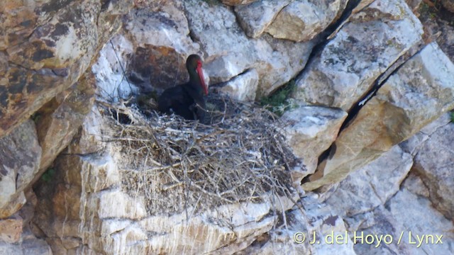 Black Stork - ML201472771