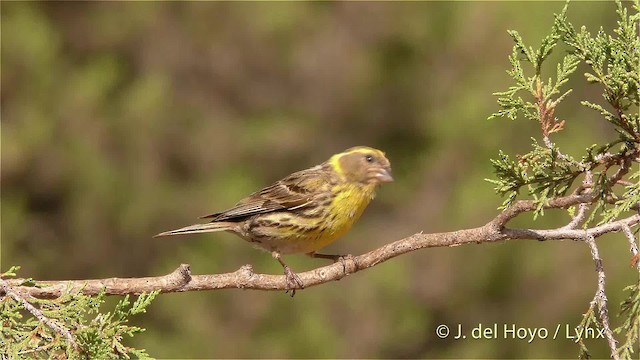 European Serin - ML201472801