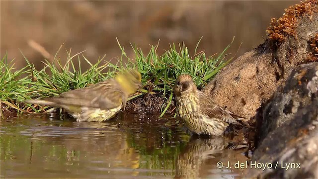 European Serin - ML201472821