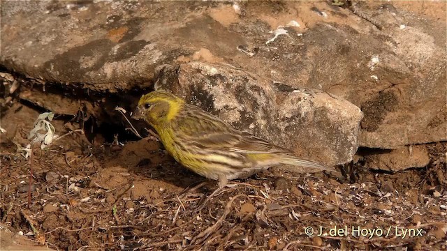 European Serin - ML201472931