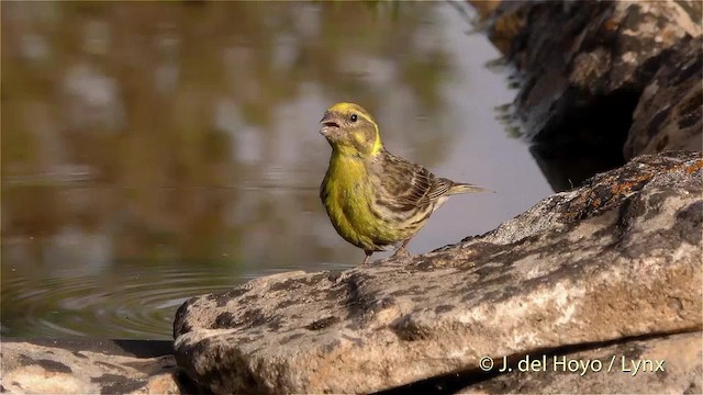 European Serin - ML201472941