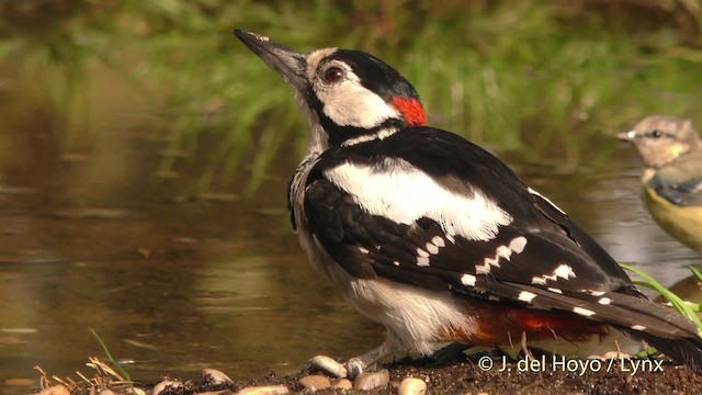 Great Spotted Woodpecker (Great Spotted) - ML201473151