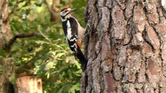 Great Spotted Woodpecker (Great Spotted) - ML201473181