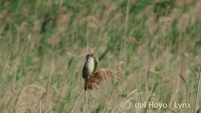 Great Reed Warbler - ML201473231