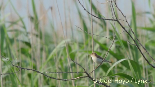 Common Reed Warbler (Common) - ML201473241