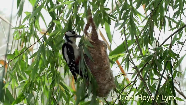 Great Spotted Woodpecker (Great Spotted) - ML201473291