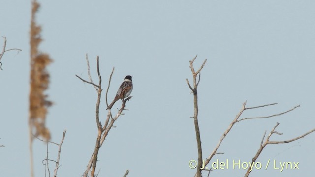 Reed Bunting - ML201473301