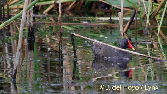 Gallinule poule-d'eau - ML201473311