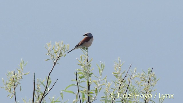 Red-backed Shrike - ML201473321