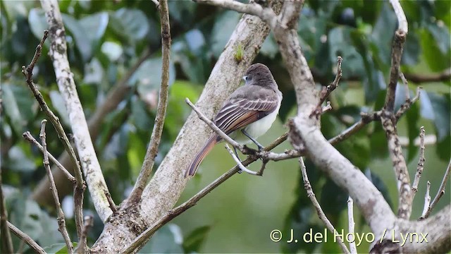 Grenada Flycatcher - ML201473351