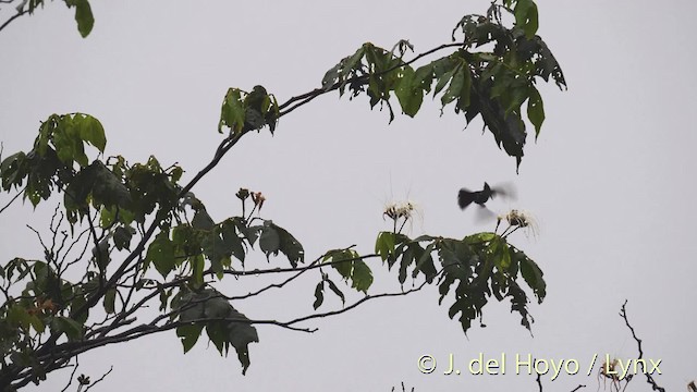 kolibřík chocholatý (ssp. ornatus) - ML201473361
