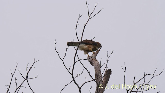 Broad-winged Hawk (Caribbean) - ML201473401