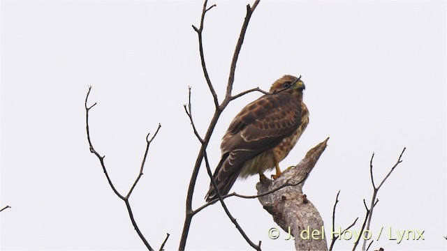 Geniş Kanatlı Şahin [antillarum grubu] - ML201473411