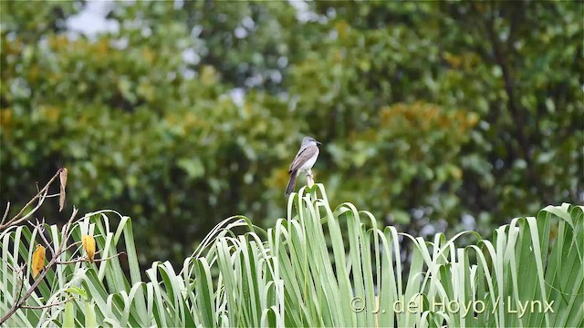 Gray Kingbird - ML201473421