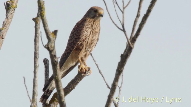 Eurasian Kestrel (Eurasian) - ML201473451