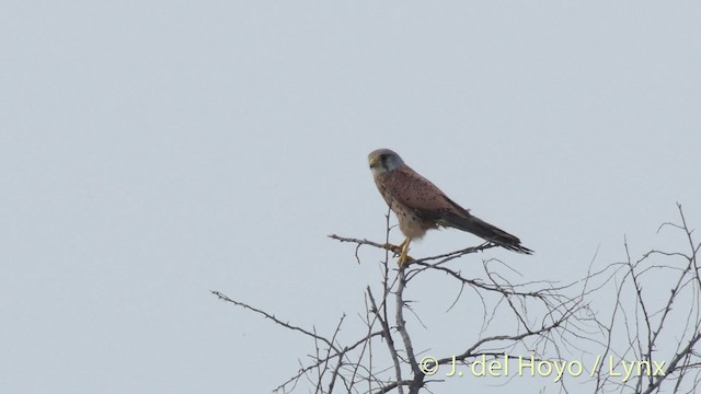 Eurasian Kestrel (Eurasian) - ML201473461