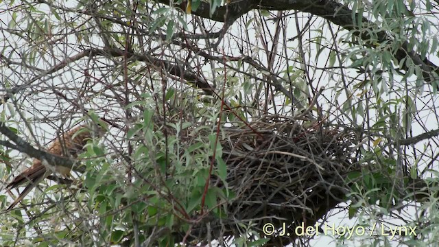 Eurasian Kestrel (Eurasian) - ML201473471