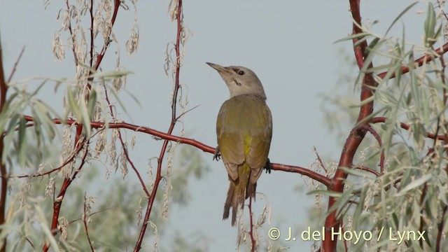 Pic cendré (canus/jessoensis) - ML201473481