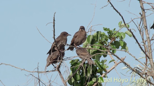 歐洲椋鳥 - ML201473491