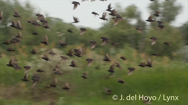 European Starling - ML201473501