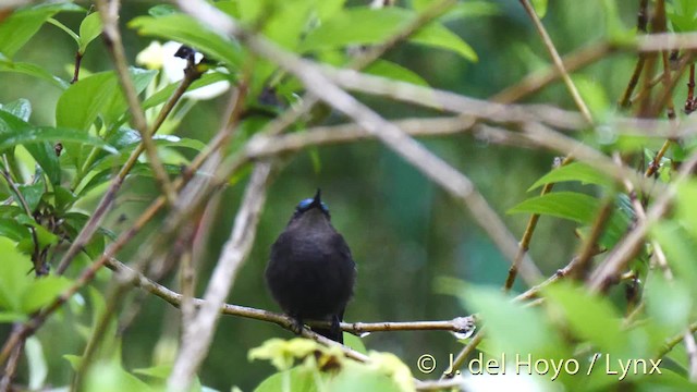 kolibřík chocholatý (ssp. ornatus) - ML201473521