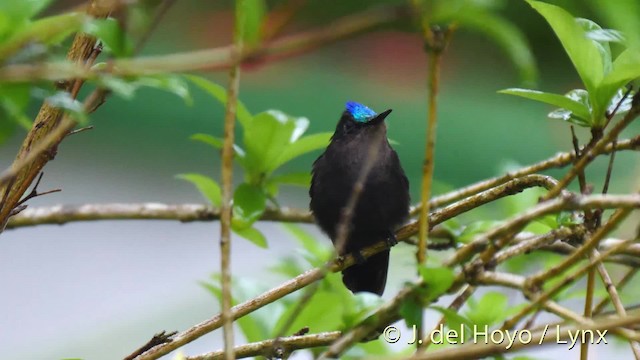 Antillean Crested Hummingbird (St. Vincent) - ML201473531