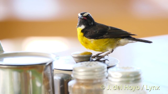 Bananaquit (Lesser Antillean) - ML201473561