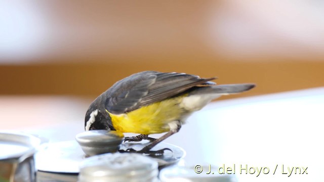 Sucrier à ventre jaune (groupe bartholemica) - ML201473571