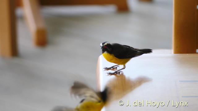 Bananaquit (Lesser Antillean) - ML201473601