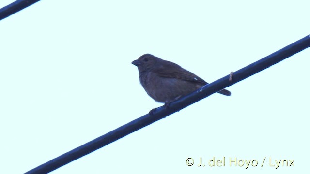 Barbados Bullfinch - ML201473611