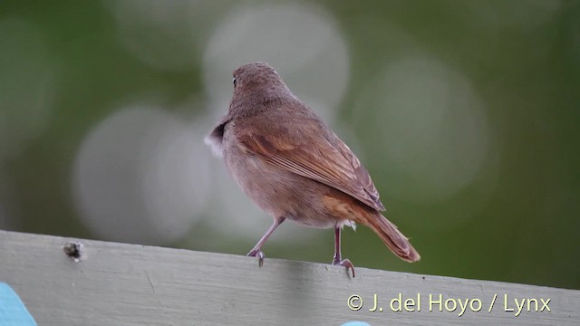 Barbados Bullfinch - ML201473631