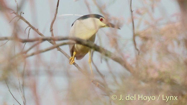 Nachtreiher (nycticorax) - ML201473691