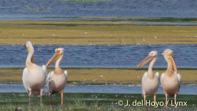 Great White Pelican - ML201473741