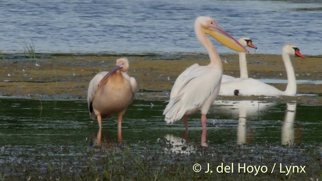 Great White Pelican - ML201473751