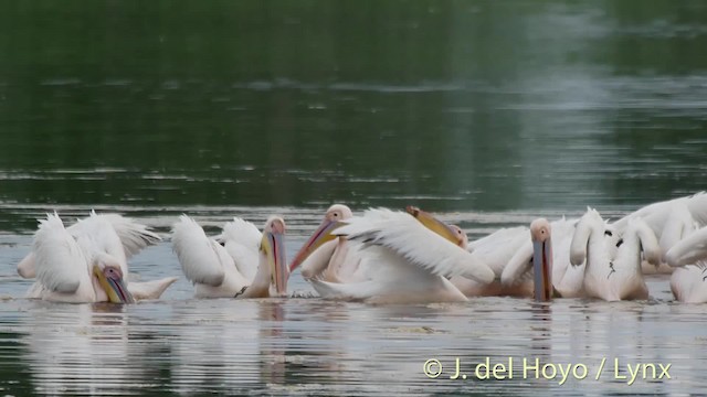 Great White Pelican - ML201473761