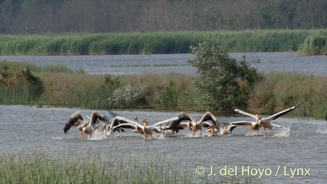 Great White Pelican - ML201473781