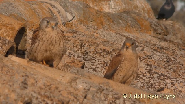 Lesser Kestrel - ML201473811