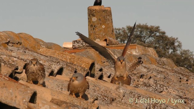 黃爪隼 - ML201473821