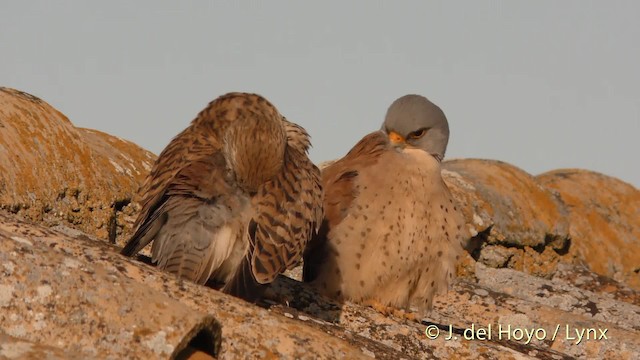 Lesser Kestrel - ML201473831