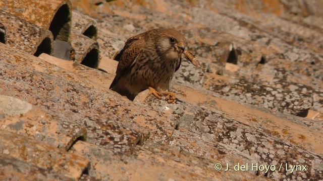 Lesser Kestrel - ML201473841