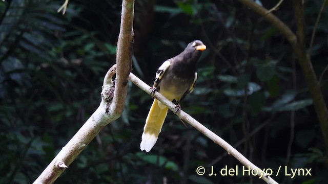 White-winged Magpie (Black-tailed) - ML201474061