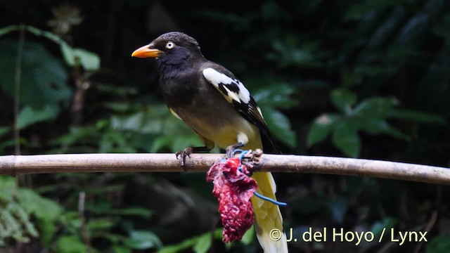 White-winged Magpie (Black-tailed) - ML201474071