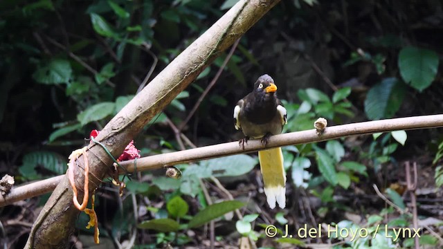 White-winged Magpie (Black-tailed) - ML201474081