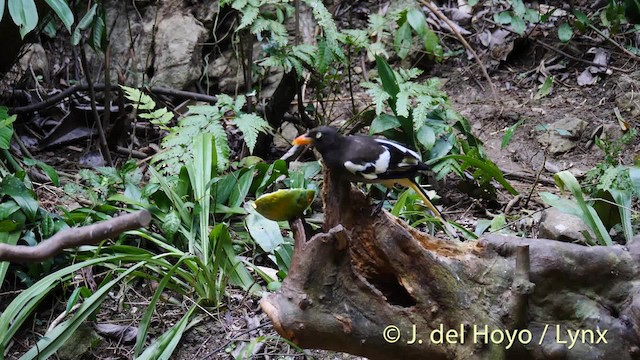 White-winged Magpie (Black-tailed) - ML201474091