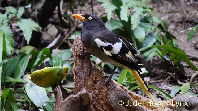 White-winged Magpie (Black-tailed) - ML201474101